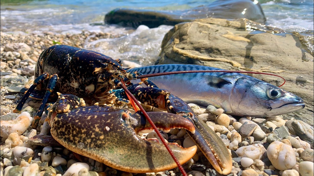 Beach Cook up - Lobster and Mackerel - Fishing and Underwater footage