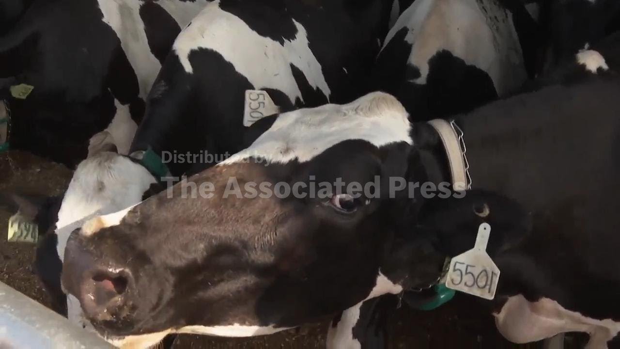 Moo-ving day arrives for dozens of dairy cattle at Michigan State University