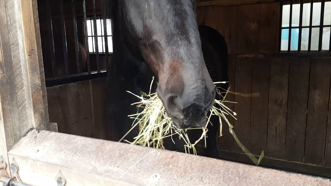 Horse eating hay