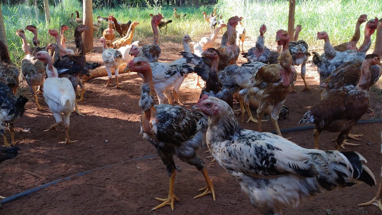 Frangos com ótimo desenvolvimento, alimentação e limpeza na parte da manhã.