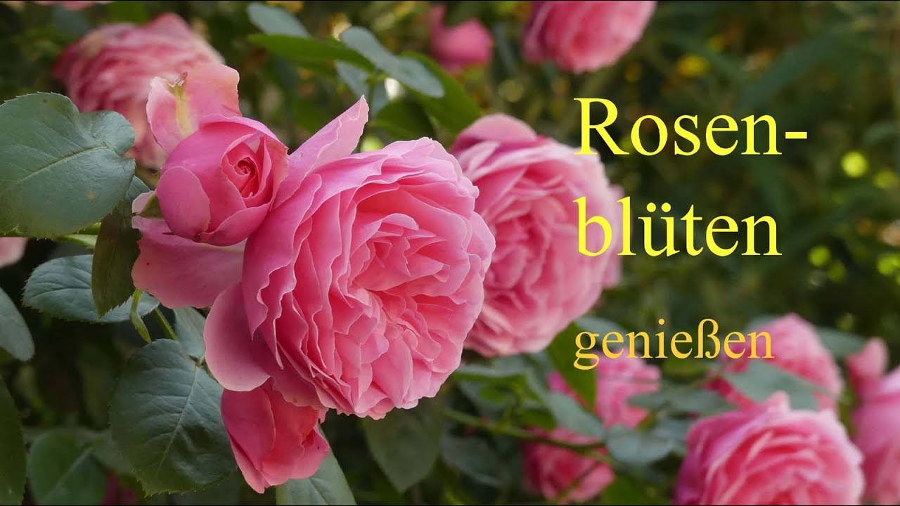 Rosenblüten genießen - in Zucker, verzuckert, Rosensalz, Rosenbutter oder Blütengetränke mit Rosen