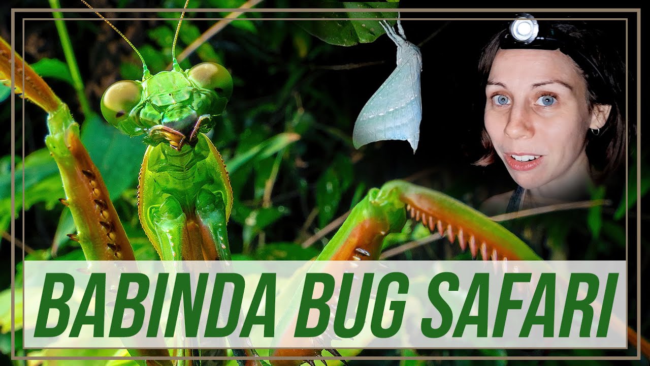 Australian Bug Safari - Babinda, QLD | She's Got Legs Adventures