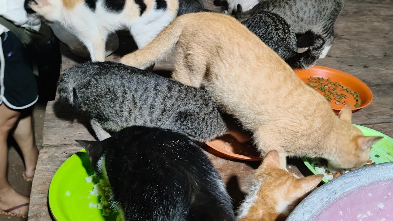 Feeding hungry stray paws#dog #cat #animals #catvideos #dogvideos #viralvideo 