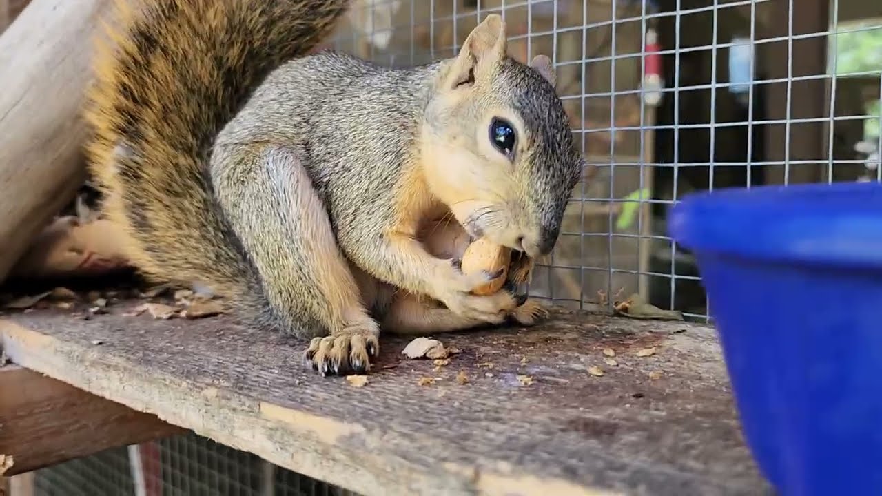 Feeding 3 Rescued and Released Squirrels. June 26, 2025
