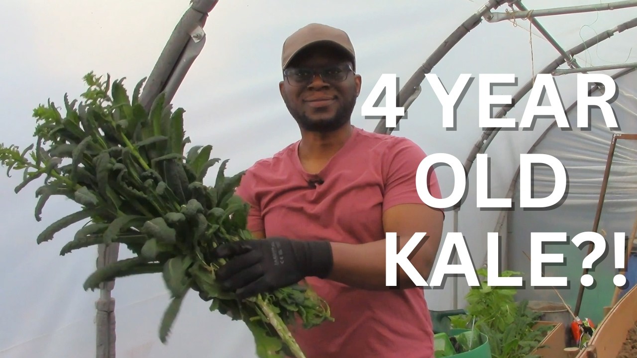 This Kale Is 4 YEARS Old! 🌿 How I Stop Kale Flowering | Perennial Kale Trick + Spring Garden Jobs