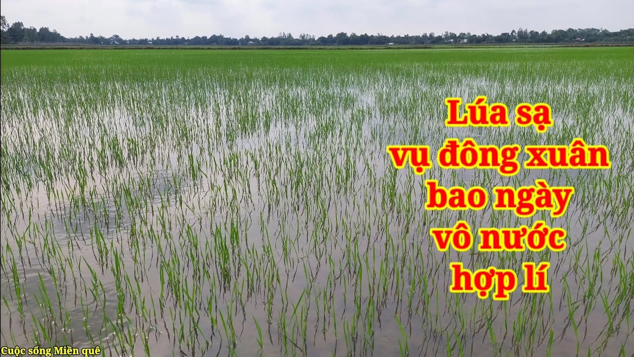 L&uacute;a sạ vụ đ&ocirc;ng xu&acirc;n, bao nhi&ecirc;u ng&agrave;y đưa  nước v&ocirc; l&agrave; hợp l&yacute; nhất.