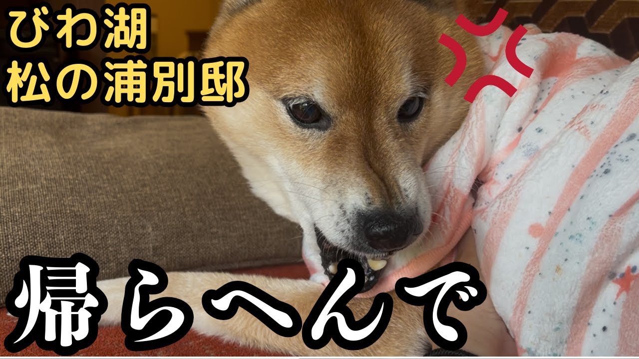 【拒否柴】お気にりの旅館から帰りたくない柴犬が、ついに喋り出しました