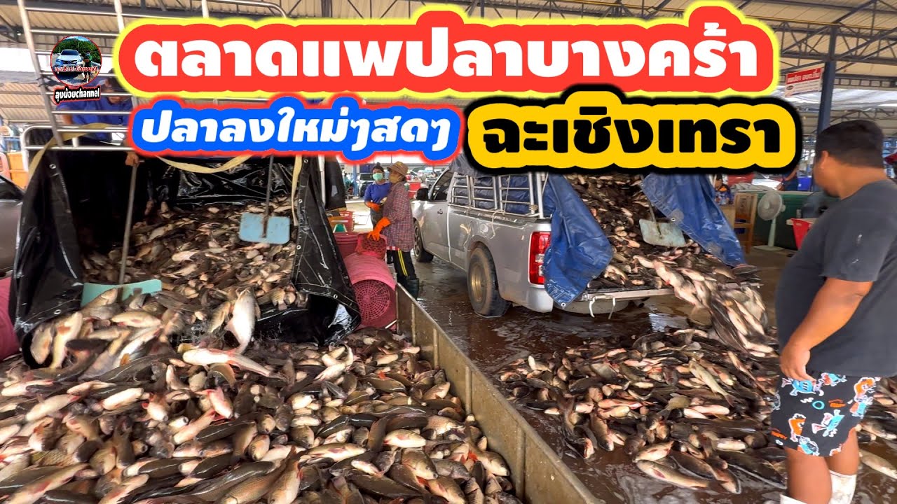 #ตลาดแพปลาบางคล้า #ปลาลงใหม่ๆสดๆทุกวัน #ราคาถูก #อำเภอบางคล้า#จังหวัดฉะเชิงเทรา #ลุงน้อยchannel