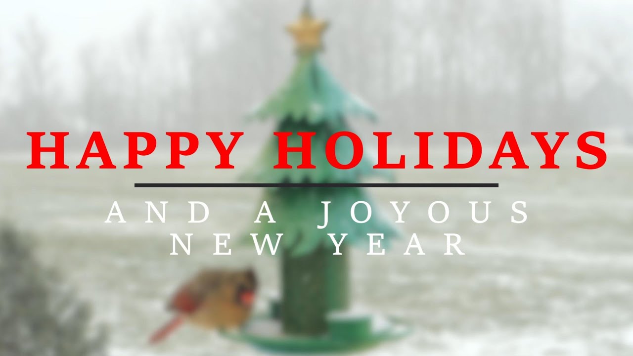 Snow and Cardinal on Winter Backyard Bird Feeder Cam #birds #nature #wildlife #bird #birdwatching