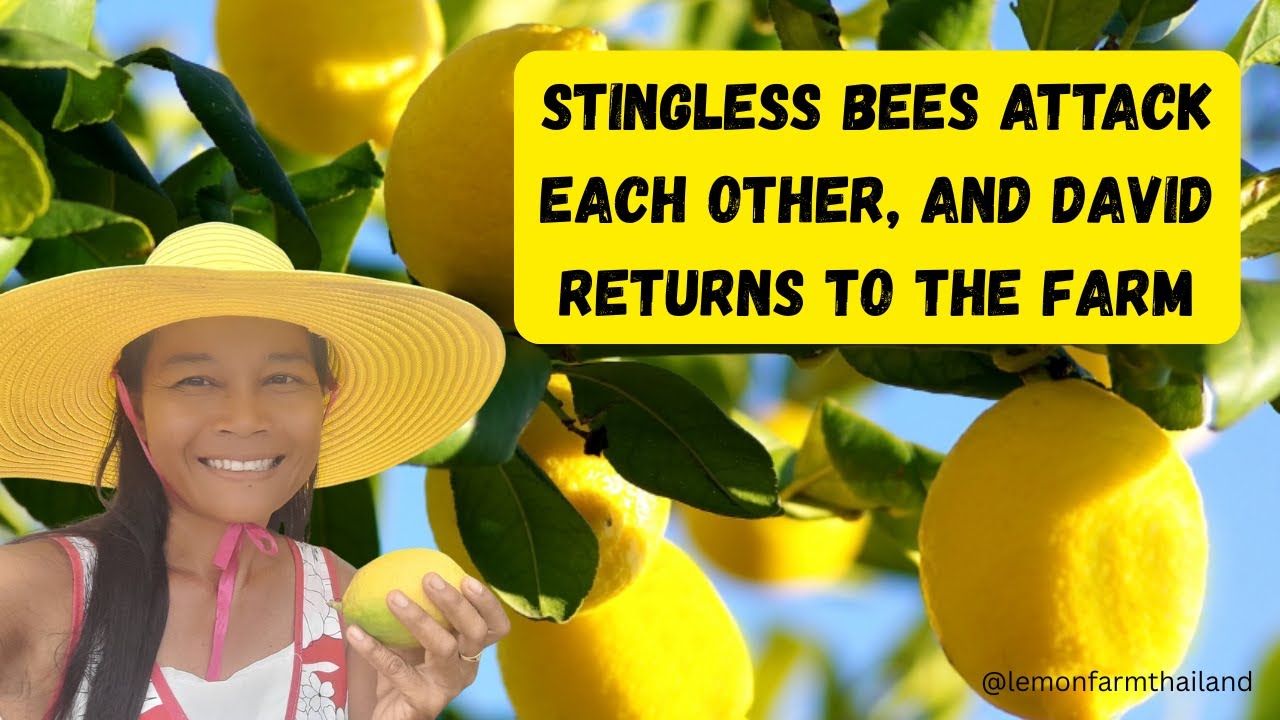 Bees attack each other and David returns 🐝🍋😎