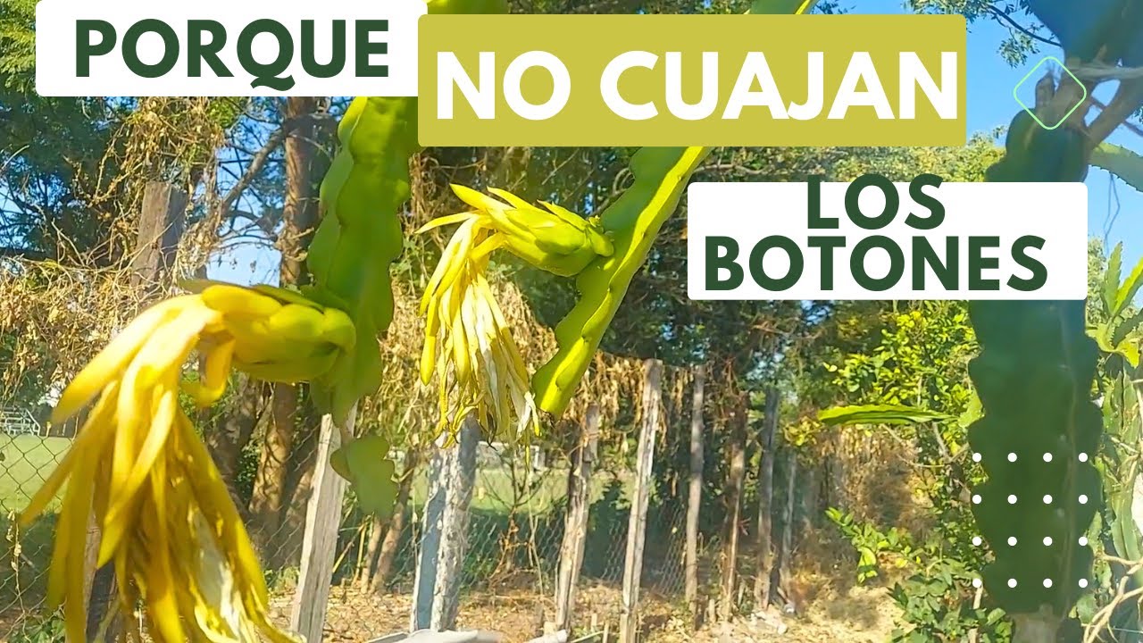 botones de pitahaya❓🌱 porque no pegan o cuajan