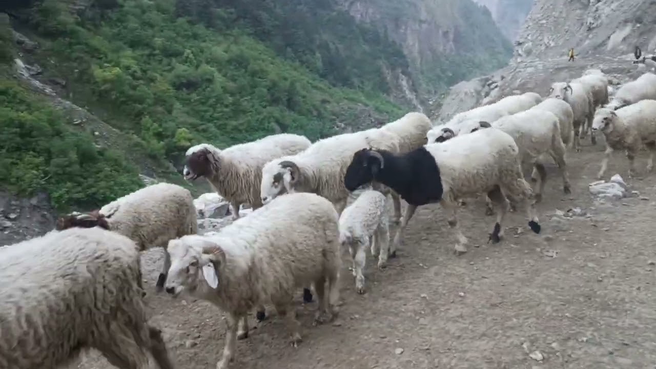 Let them cross their way,we don't have any option tho...😁😁