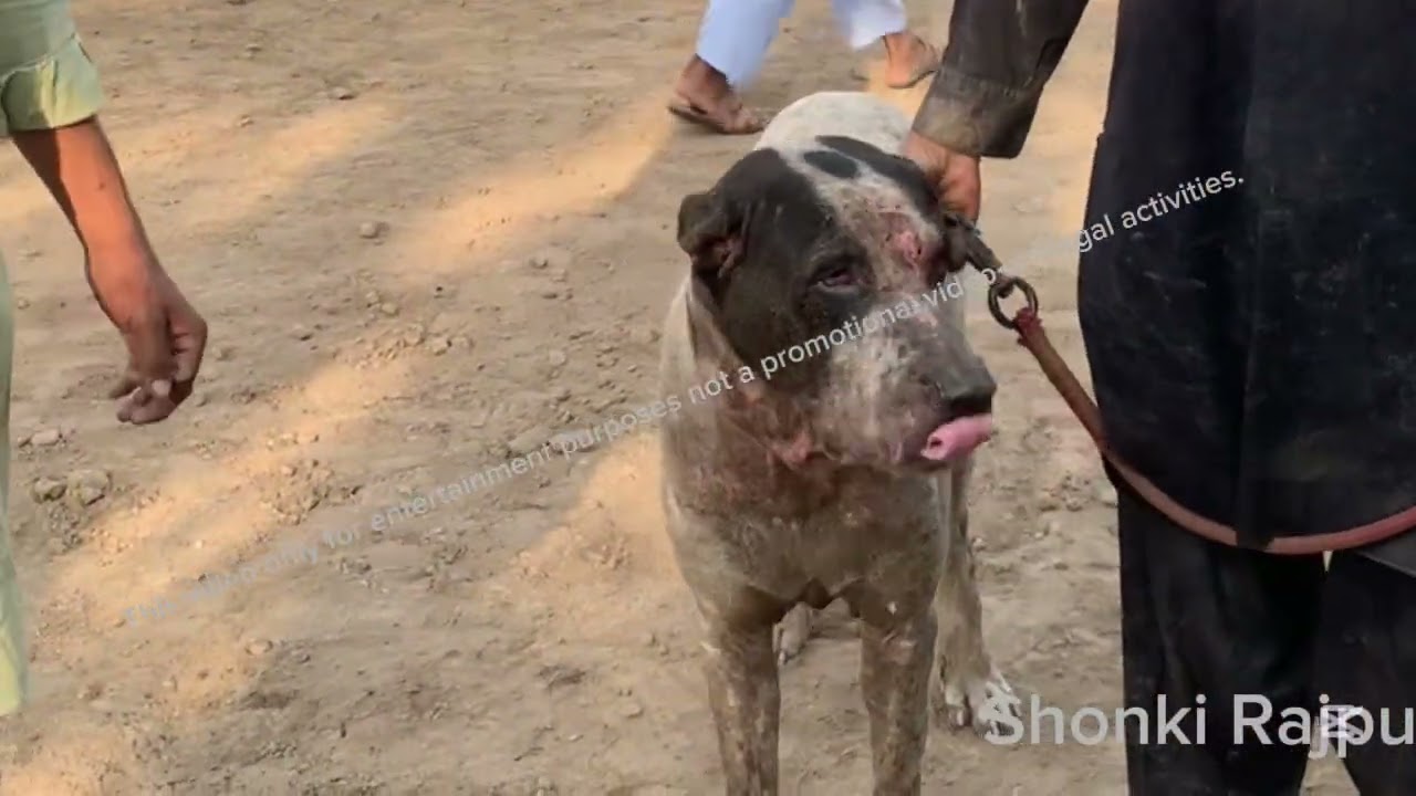 Bully dog fight / Pak gujjar group vs pk insaf group 