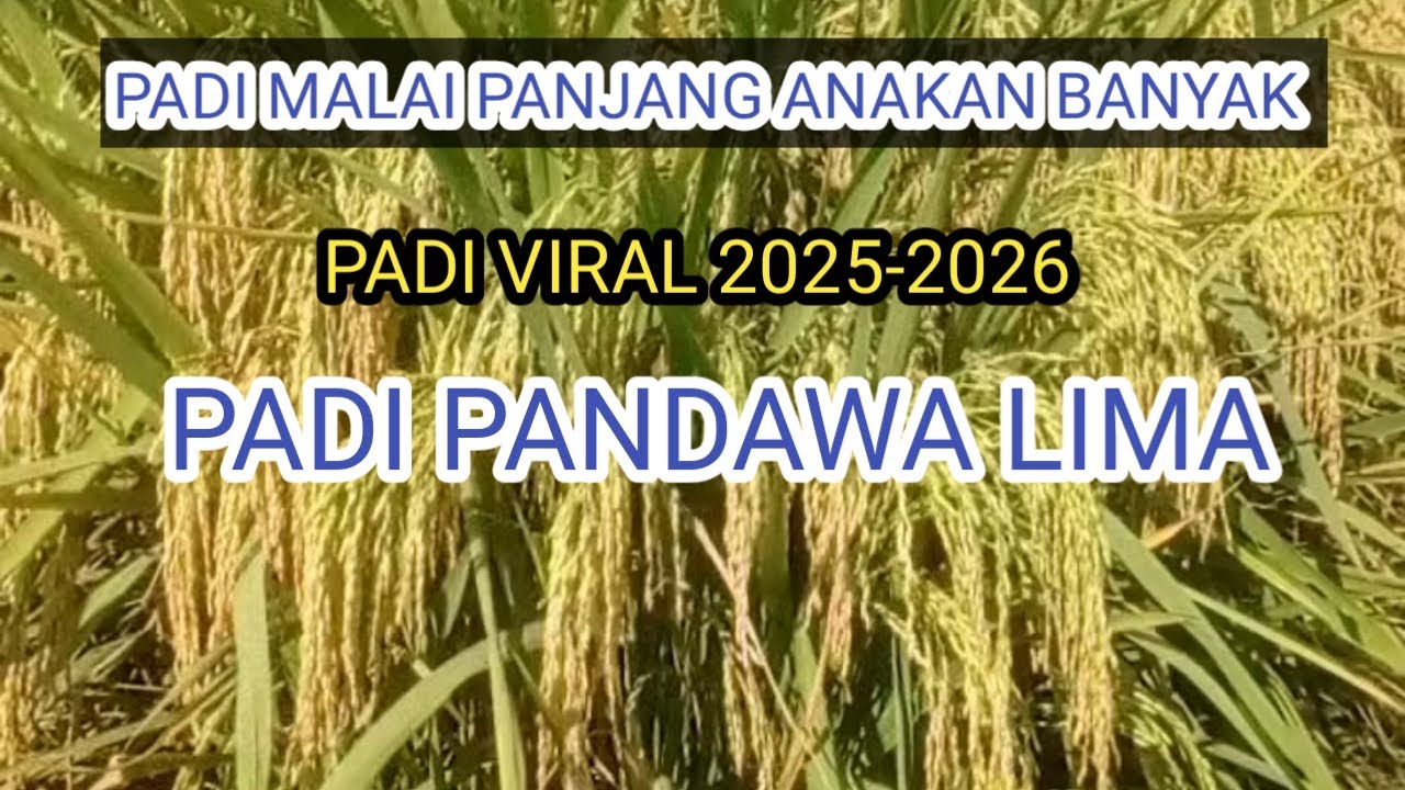 Padi Pandawa Lima viral asli Indramayu 