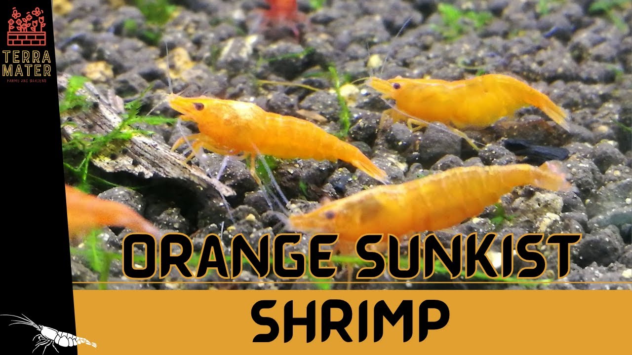 Introduction to ORANGE SUNKIST SHRIMP: Care & Fun Facts! (Neocaridina davidi)