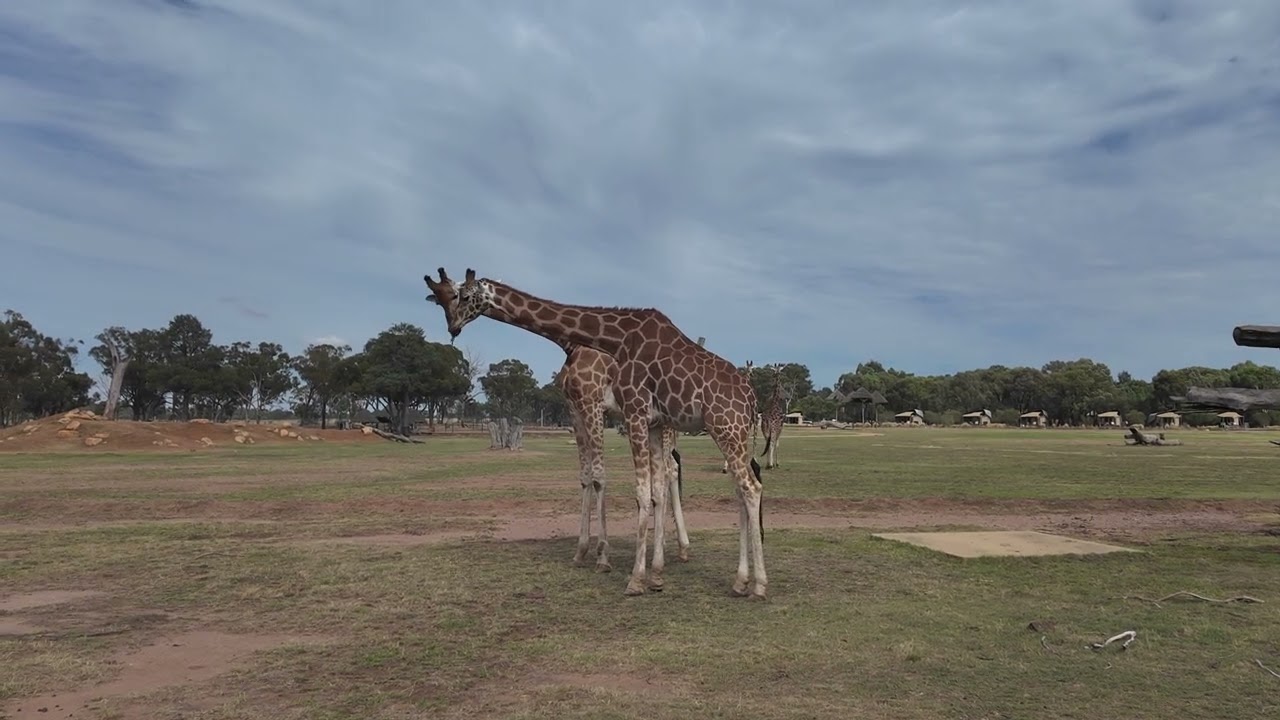 Ultimate Dubbo Adventure! 🦁🐘 Exploring Taronga Western Plains Zoo