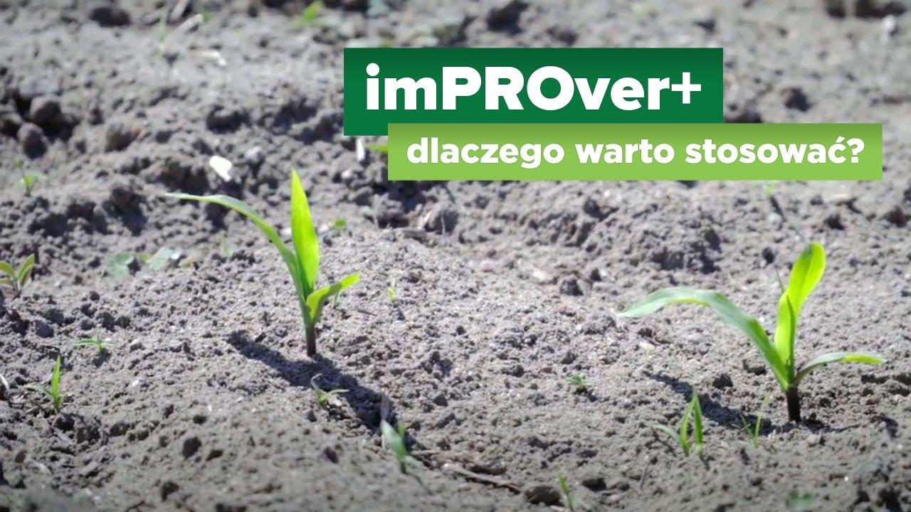 imPROver+ w uprawie kukurydzy