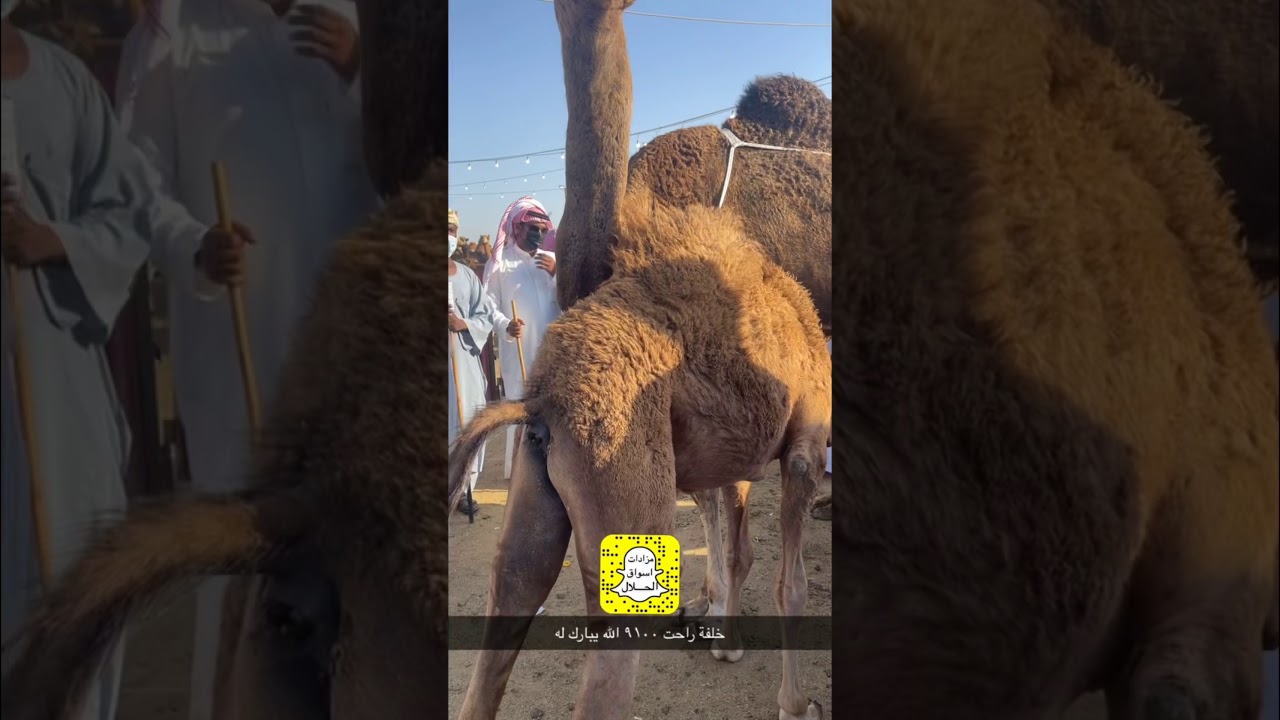 تغطية حراج الشعلة للإبل  اليوم الجمعه ١٤/ ٧/ ١٤٤٢ الموقع مكة مقابل قهوة الجبل