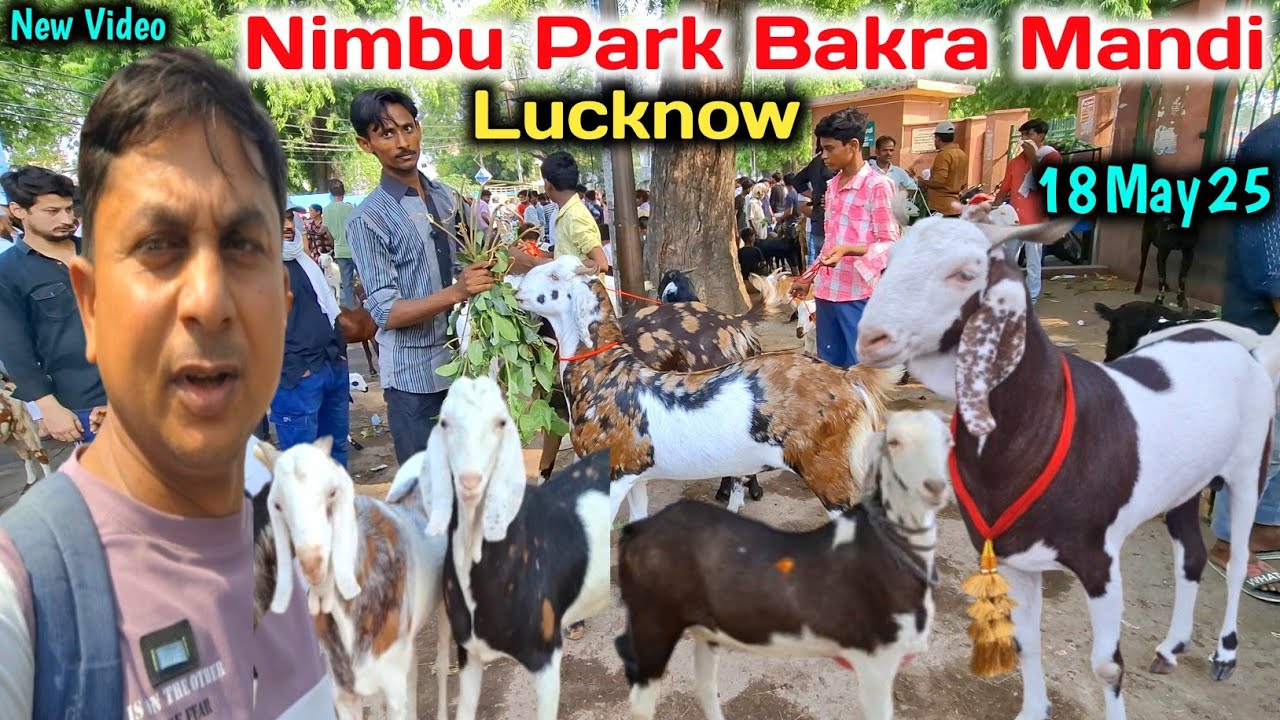 Bakra Eid Special |क़ुरबानी के बकरे ही बकरे |Nimbu Park Bakra mandi Lucknow UP 18/05/25