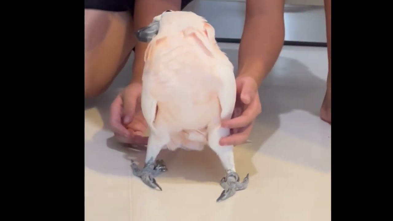 uu the Moluccan Cockatoo improving relationship with my family members