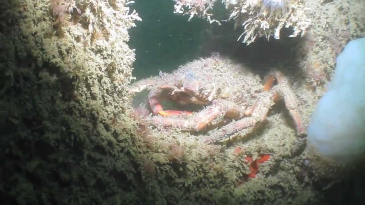 Diving Portland - Cannonball Run Drift and Countess of Erne Wreck