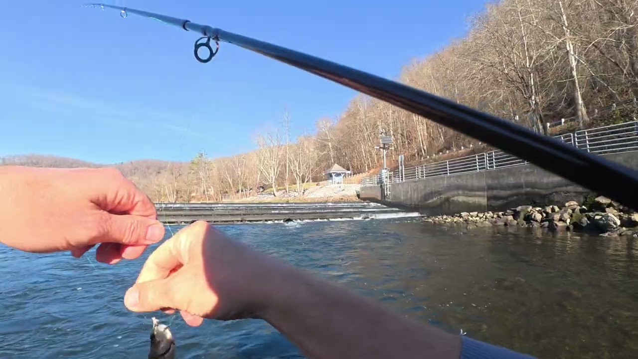 Fishing Clinch wier dam 12.20.2025. Absolutely slayed the fingerlings 
