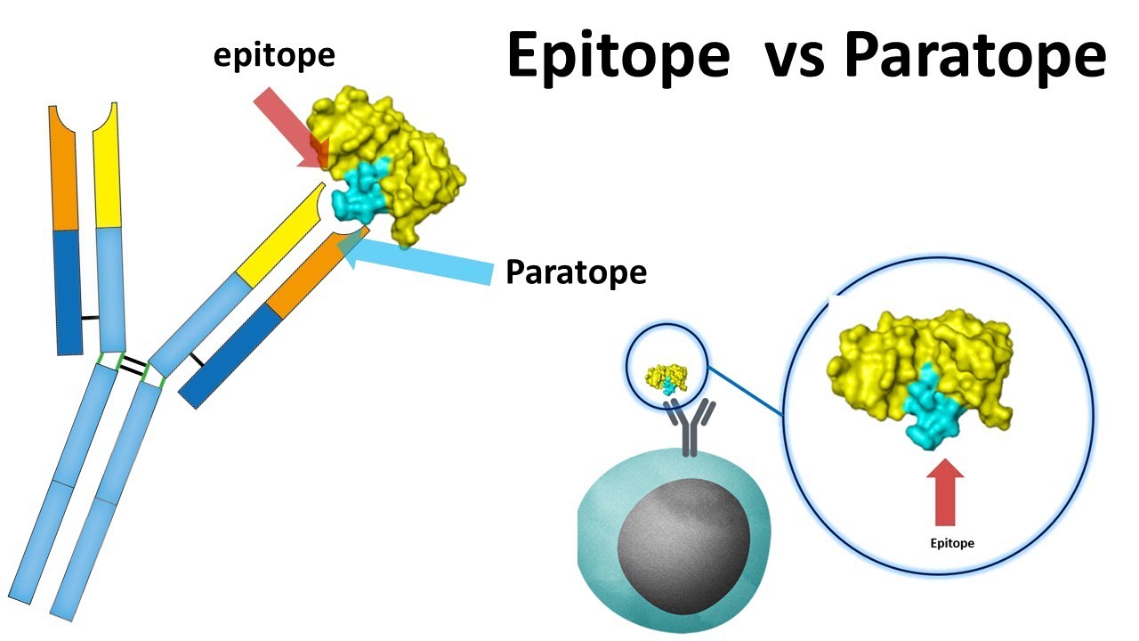 Epitope vs paratope