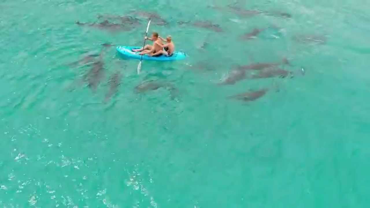 Dolphins circling kayak at Binalong Bay - Tasmania