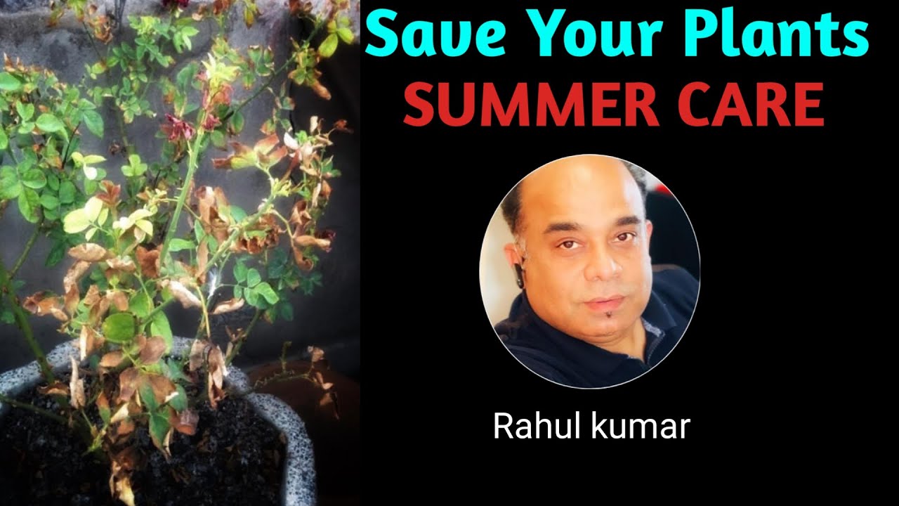 इन तरीक़ों से भीषण गर्मी में भी नहीं मरेंगे गुलाब / Save Your Rose Plants in Scorching Sunlight