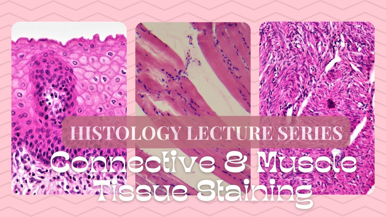 Connective and Muscle Tissue Staining-Histology Lecture Series