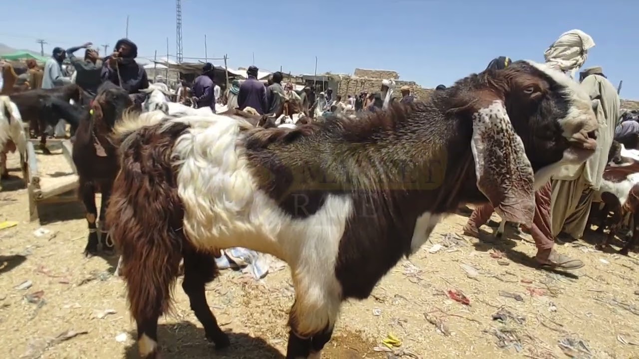 Shok waly Bary bakry or Dumby @MarketRate-k8g
