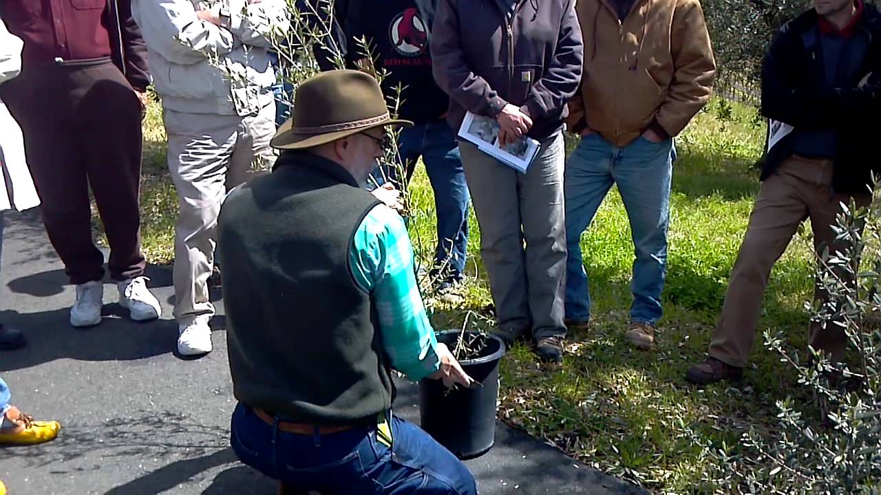 Paul Vossen's Olive Tree Pruning Workshop #3