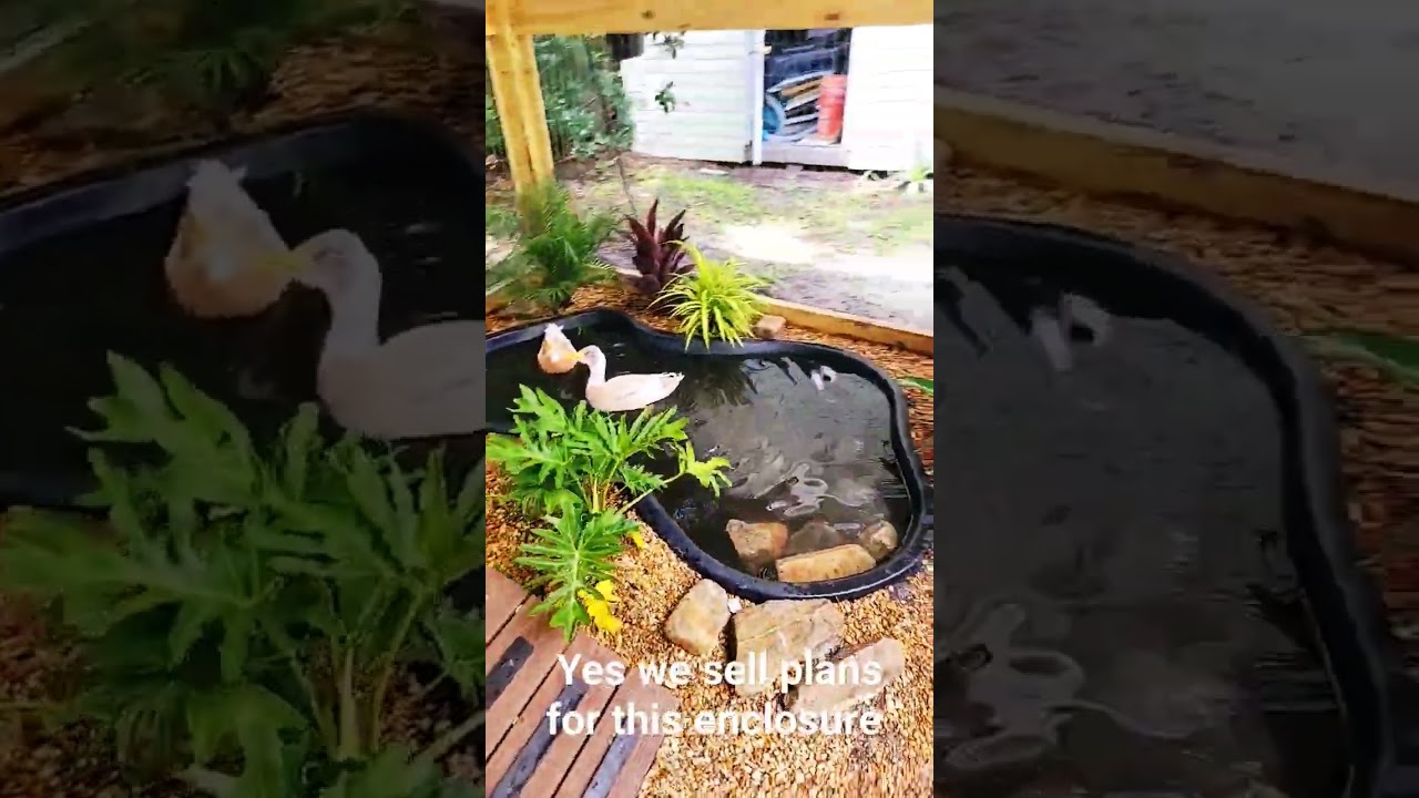 luxury duck coop. we sell detailed plans to build this enclosure. #duck #diy #chickencoop