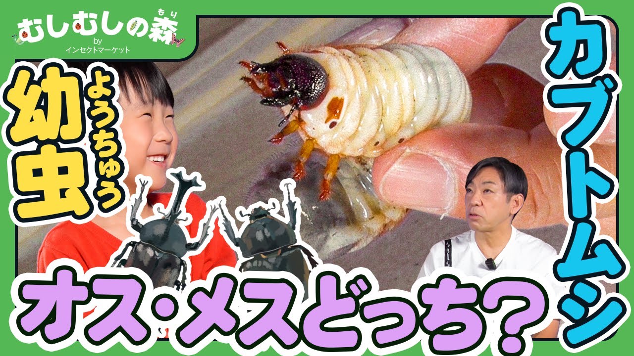 【昆虫】カブトムシの幼虫　オス・メスどっち？【むしむしの森】香川照之・カァーブル先生・昆虫採集・子ども向け・自由研究・知育・教育・生き物・カブトムシ・クワガタ・てんとうむし・カマキリ・ハチ