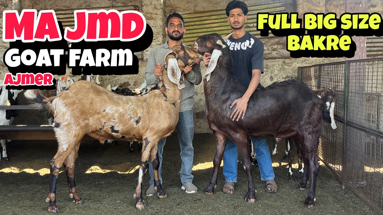 MA JMD GOAT FARM AJMER RAJASTHAN BIG SIZE AJMERA GOATS #ajmer #tonkgoatmarket 