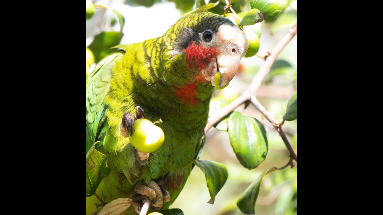 Grand Cayman Island Birds