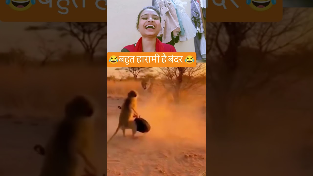 बहुत हारामी है बंदर 😂😂😂 