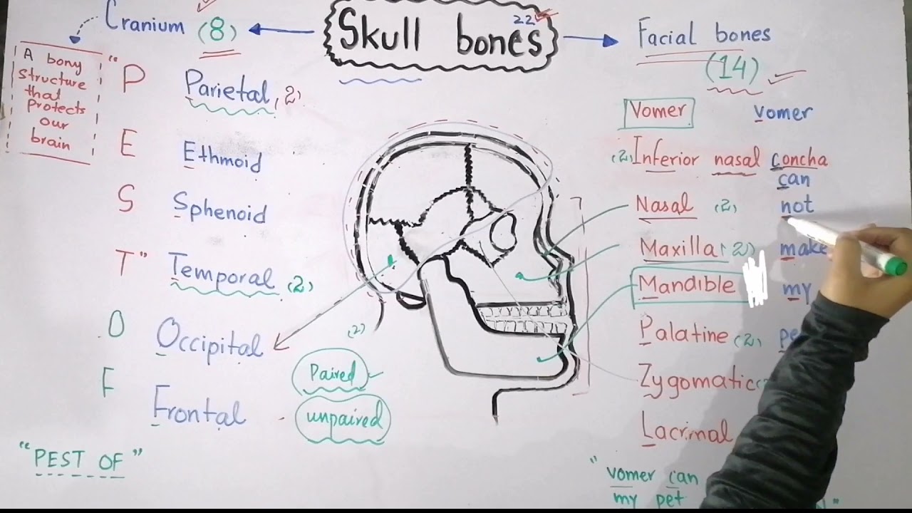 Facial and cranial bones in Urdu \ Hindi | Bones of skull with mnemonics | General anatomy