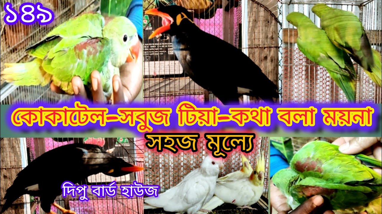 কোকাটেল, সবুজ টিয়া, কথা বলা ময়না সহজ মূল্যে Cockatiels, green teas, talking mynas- affordable prices