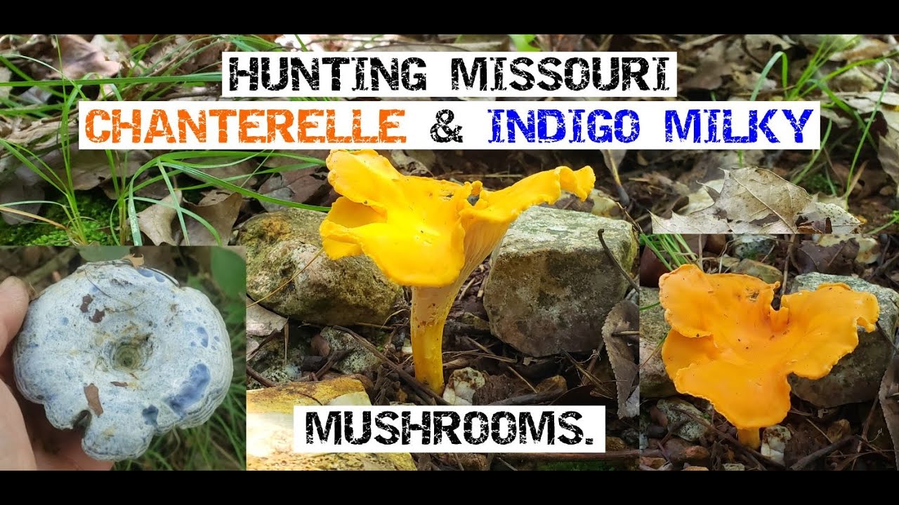 Hunting Missouri Chanterelle & Indigo Milky Mushrooms.