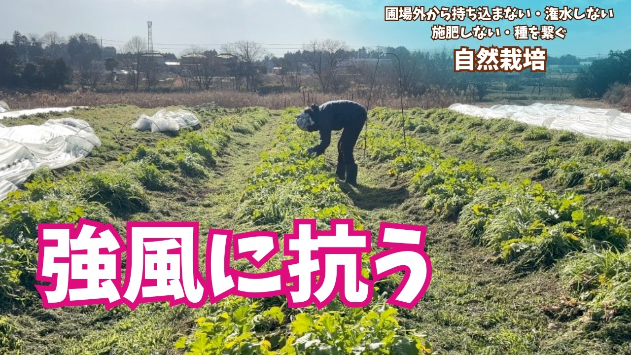 【生産者のリアル】休み返上、風が強くなる前に。お客様の『今すぐ欲しい』のために収穫作業【#食べチョク】