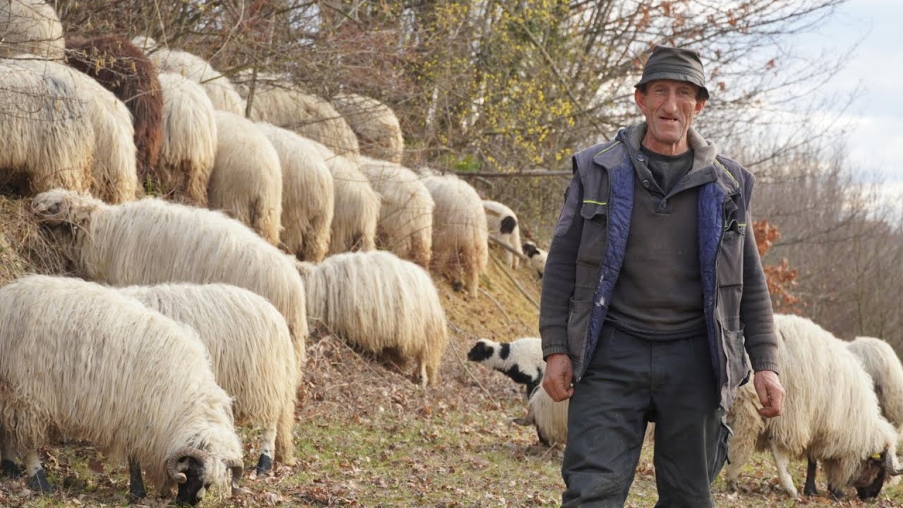 KAD ŠAKALI POČNU ZAVIJAT ISTO 100 DJECE DA PLAČE  KOSA SE SAMA DIŽE
