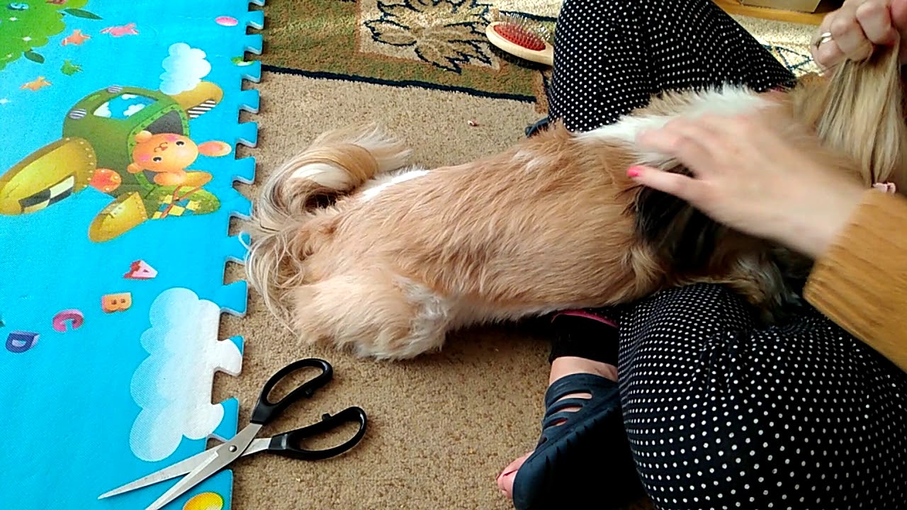 Czesanie shih tzu /Care of my shih tzu