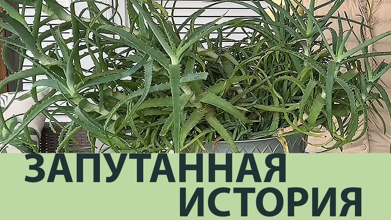 Как рассадить взрослый куст Алоэ и не загубить его