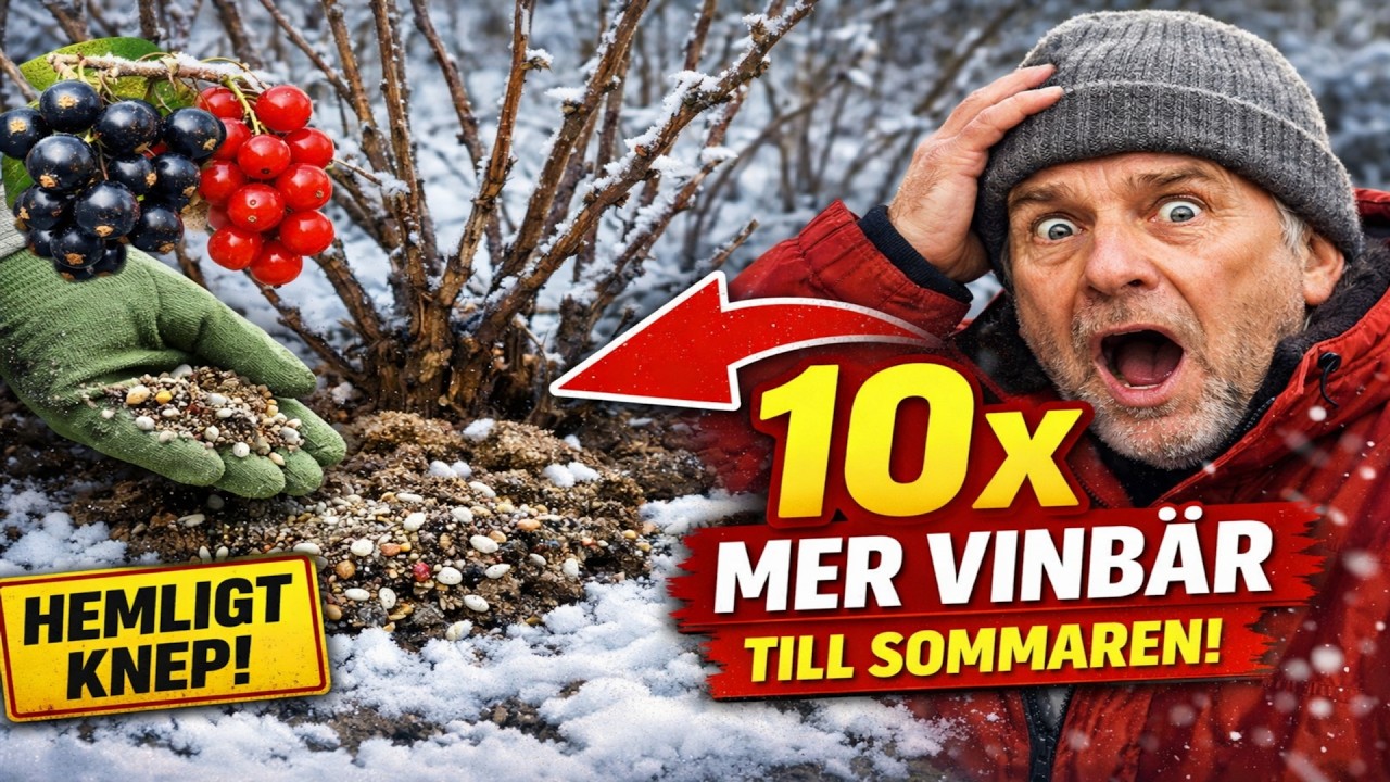 G&Ouml;R DETTA I VINTER! Tr&auml;dg&aring;rdsm&auml;starnas hemlighet f&ouml;r 10X mer vinb&auml;r n&auml;sta sommar