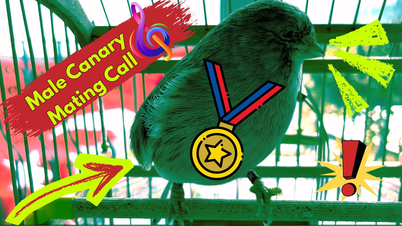 Male Canary Mating Call - Erkek Kanarya Ötüşü - Male Canary Singing