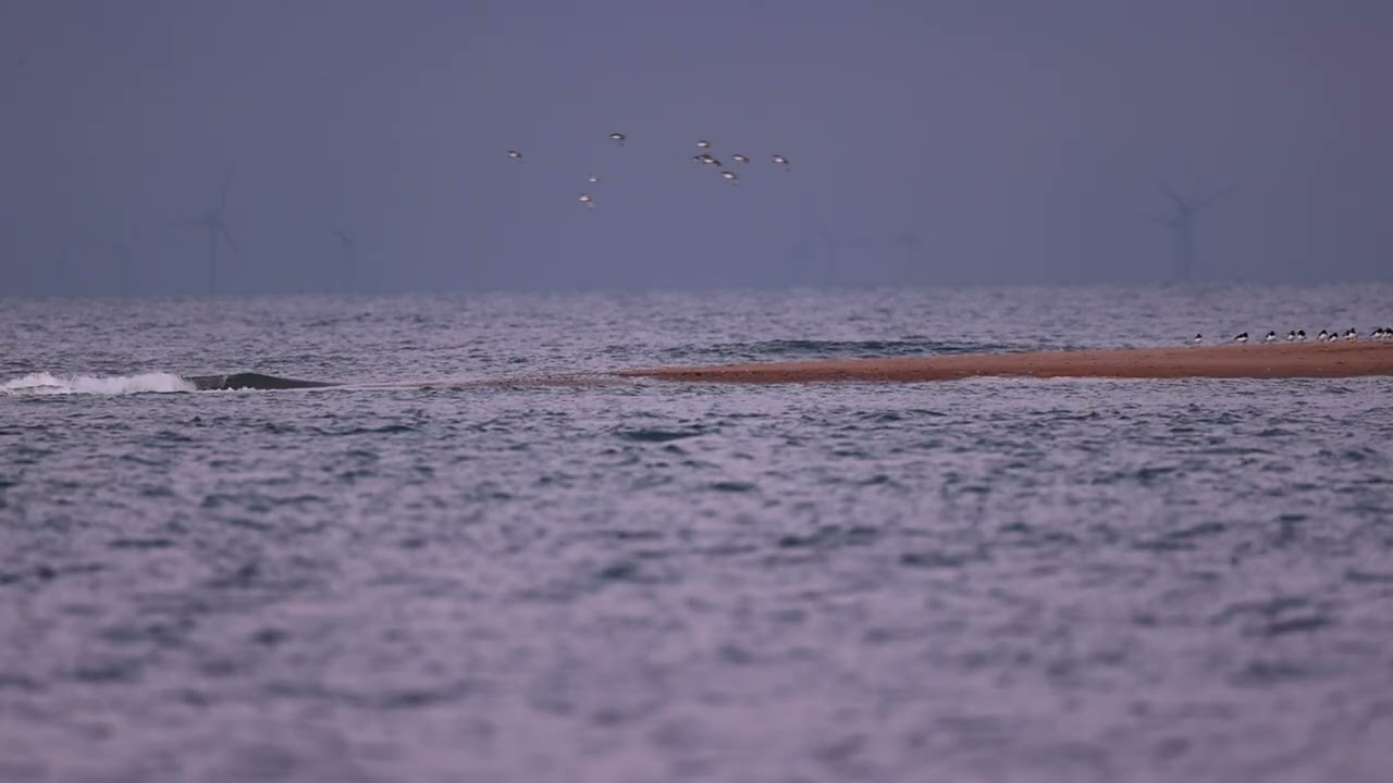 Shore Birds at the end of the spit