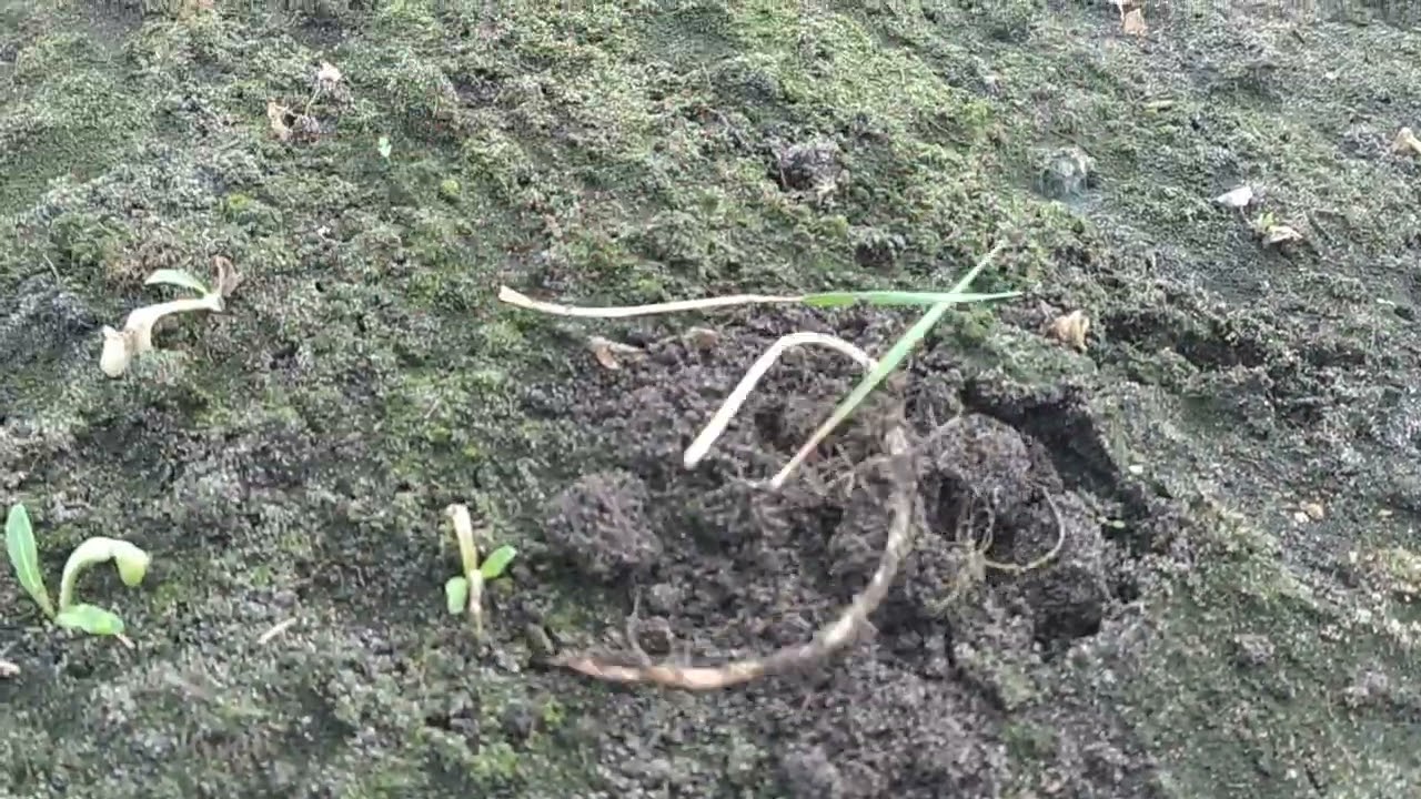 Буржуйка Екожар ( Брест) редиска після диких мопозів трошки буде 😅