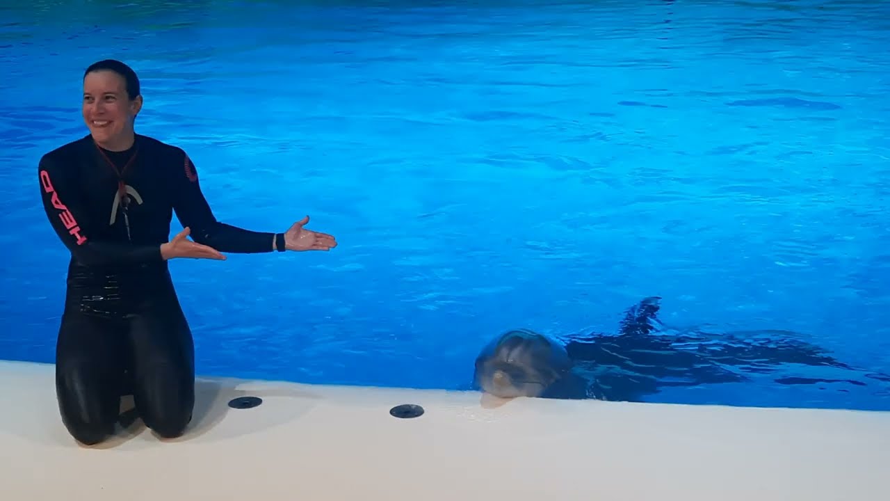 Amazing Dolphins Show@Sweden2023