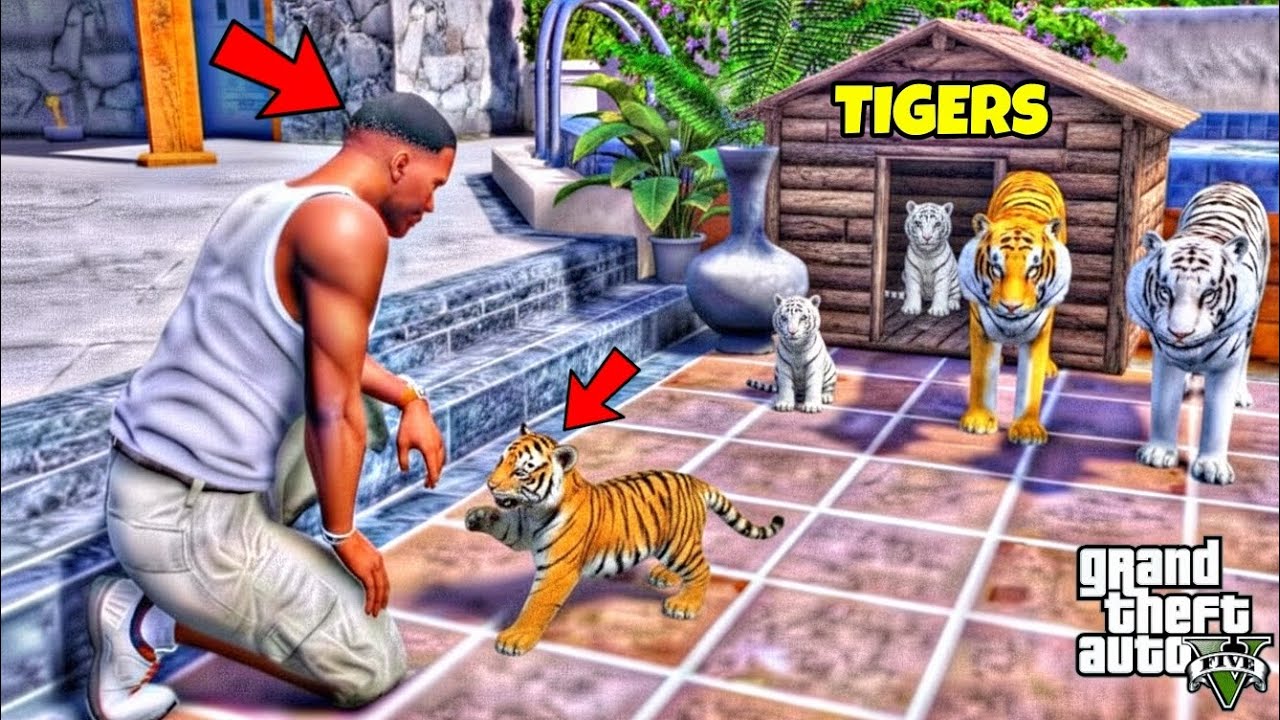 Franklin Found Tigers Secret Babies in GTA 5 